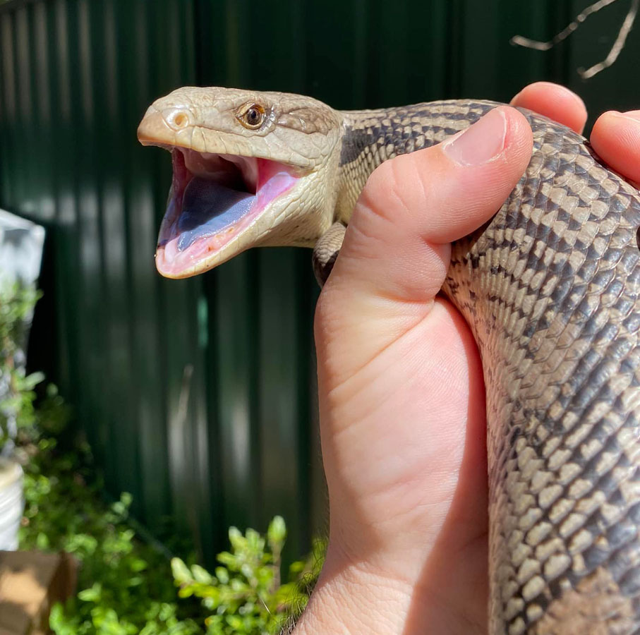 Blue Tongued Skink with mouth agape