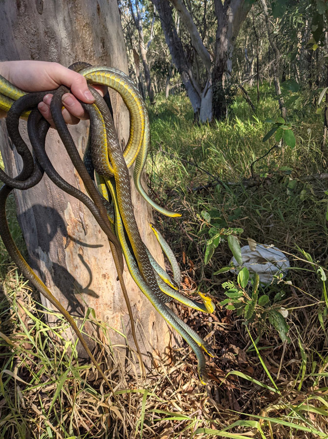 Our Snake Catcher holding six Common Tree Snakes