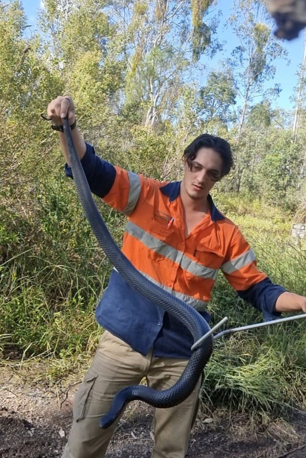 contained situation with a Red Bellied Black Snake