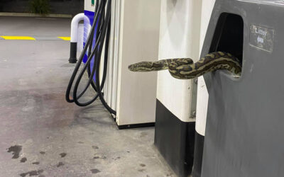 Fuel Please! 1 Confident Python Appears Out of a Service Station Bin