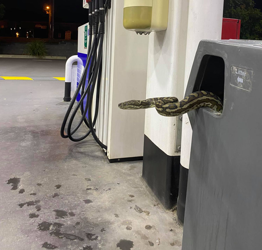 python peering from fuel station bin