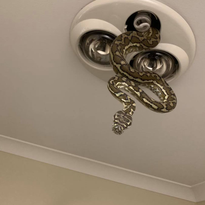 Snake Electrician-1 Python in a Ceiling Light