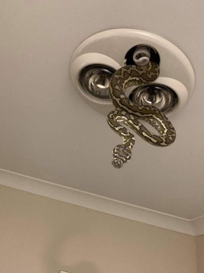 carpet snake peering fromc ceiling light