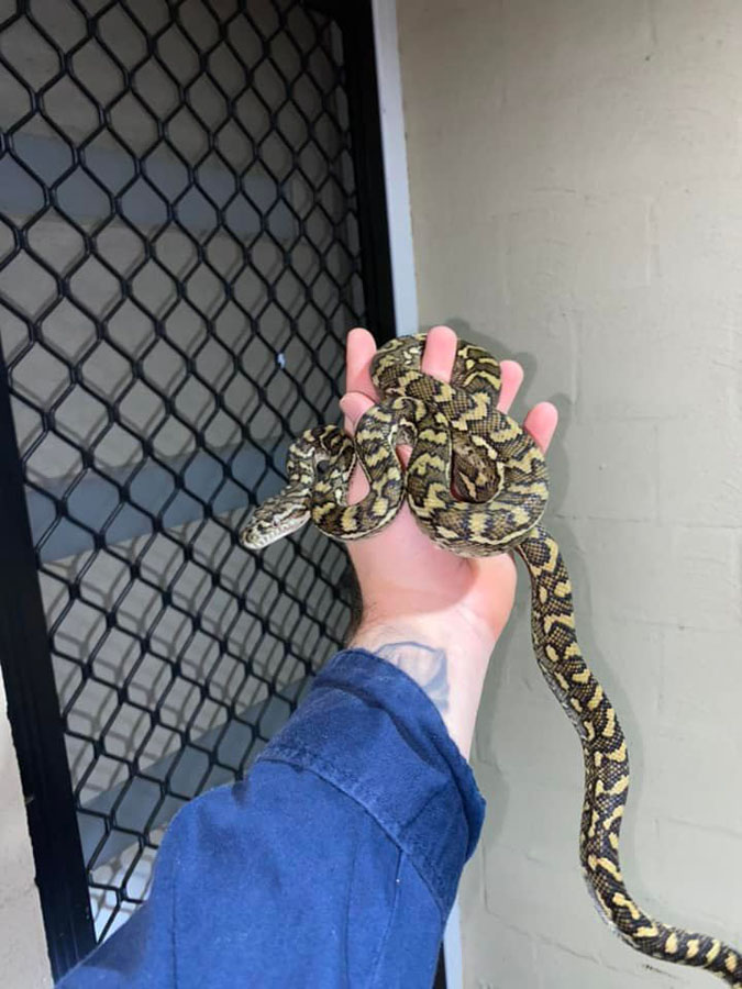 carpet python caught seeking shelter at doorstep from cold and rain