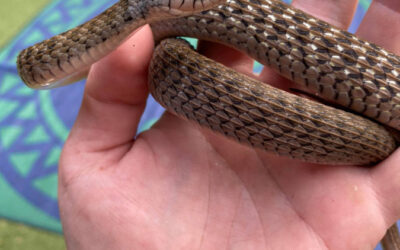 Keelback Snake’s Keeled Scales