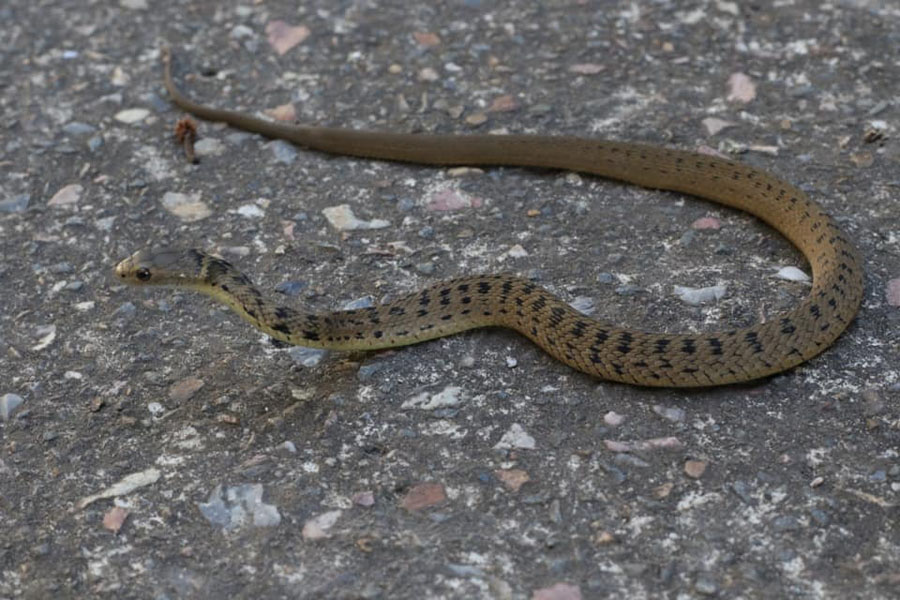 Rough scaled snake on pavement