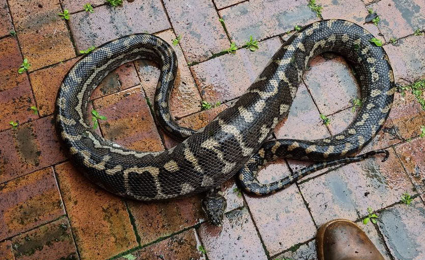 natural behaviour, a carpet python withlarge belly after eating neighbourhood cat