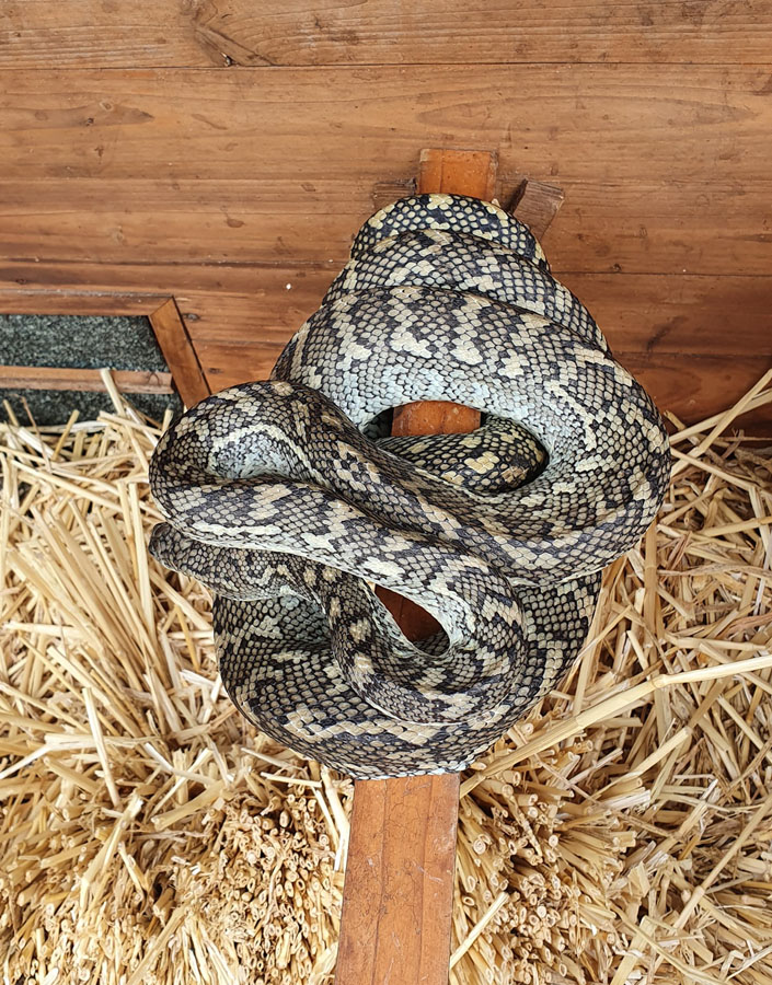 carpet python in pets cage