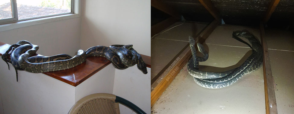 confusion between mating and fighting behaviour in carpet pythons