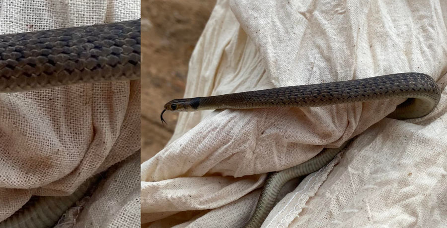 deceptive id eastern brown snake
