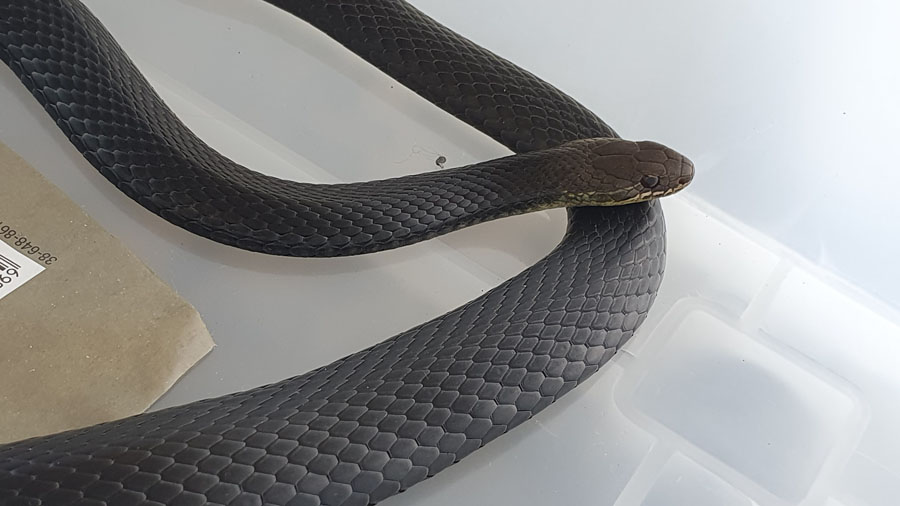 marsh snake in plastic tub
