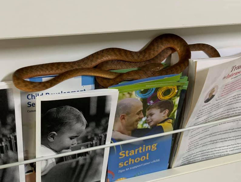 brown tree snake taking shelter inside a Gilston dar care centre