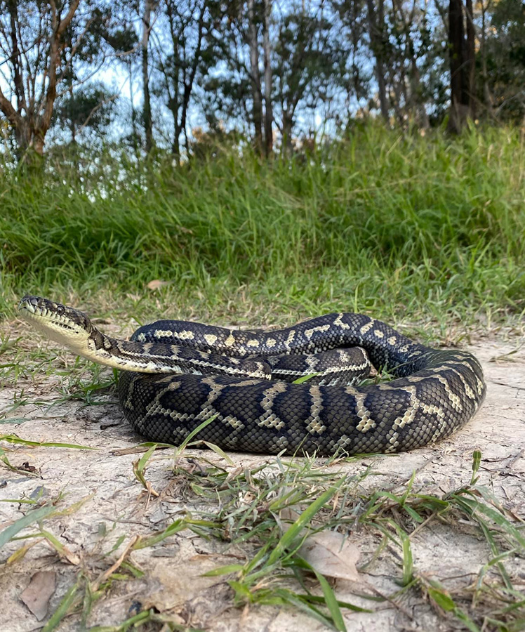 carpet python on ground after removal from a pallet