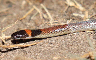 Red Naped Snake