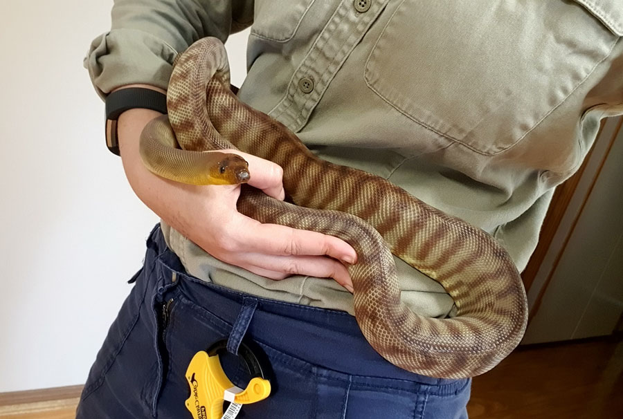 Holly the work pet woma python