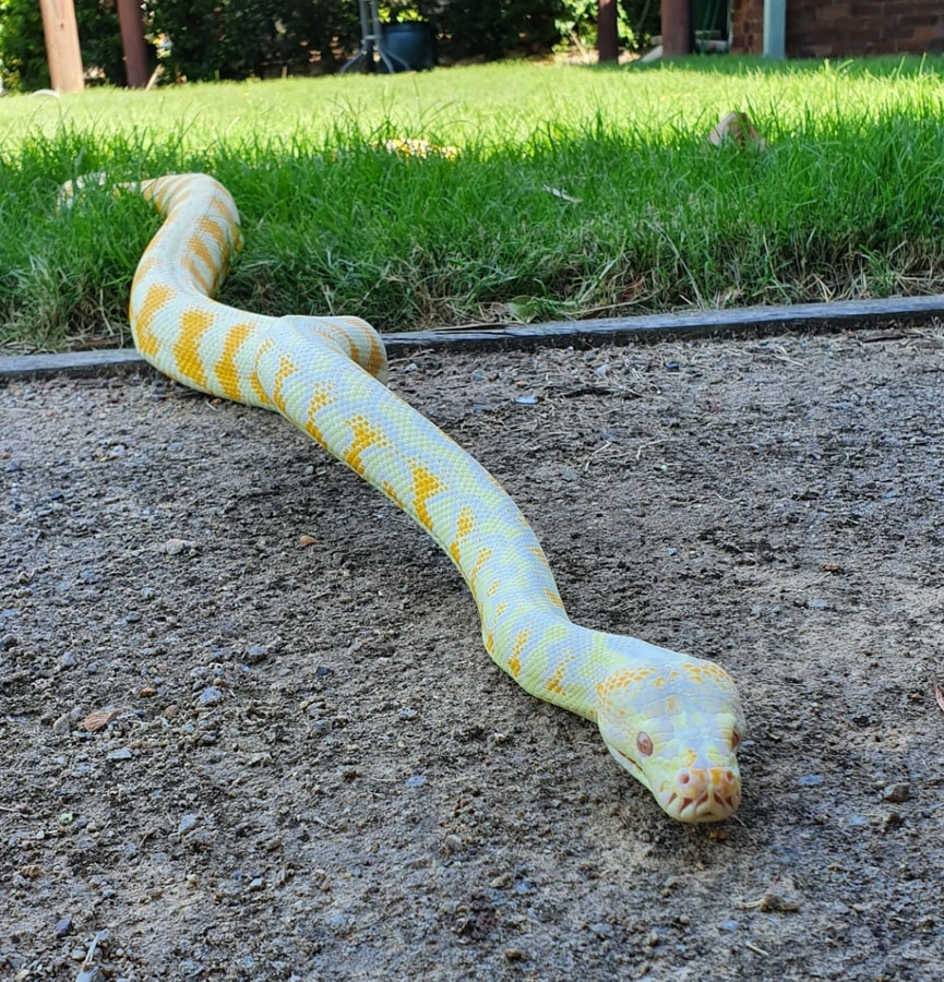 our work pet, walter the albino Darwin Carpet Python
