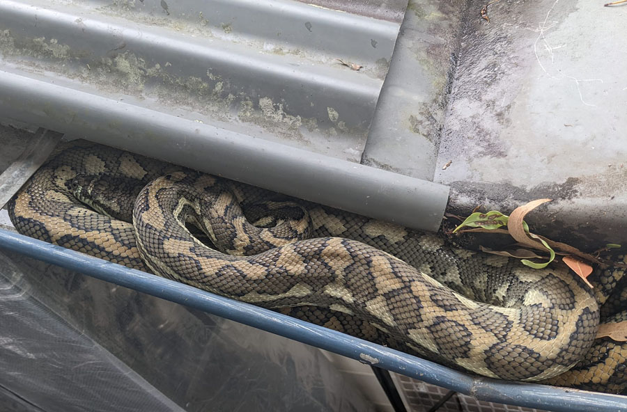 carpet python coiled in gutter
