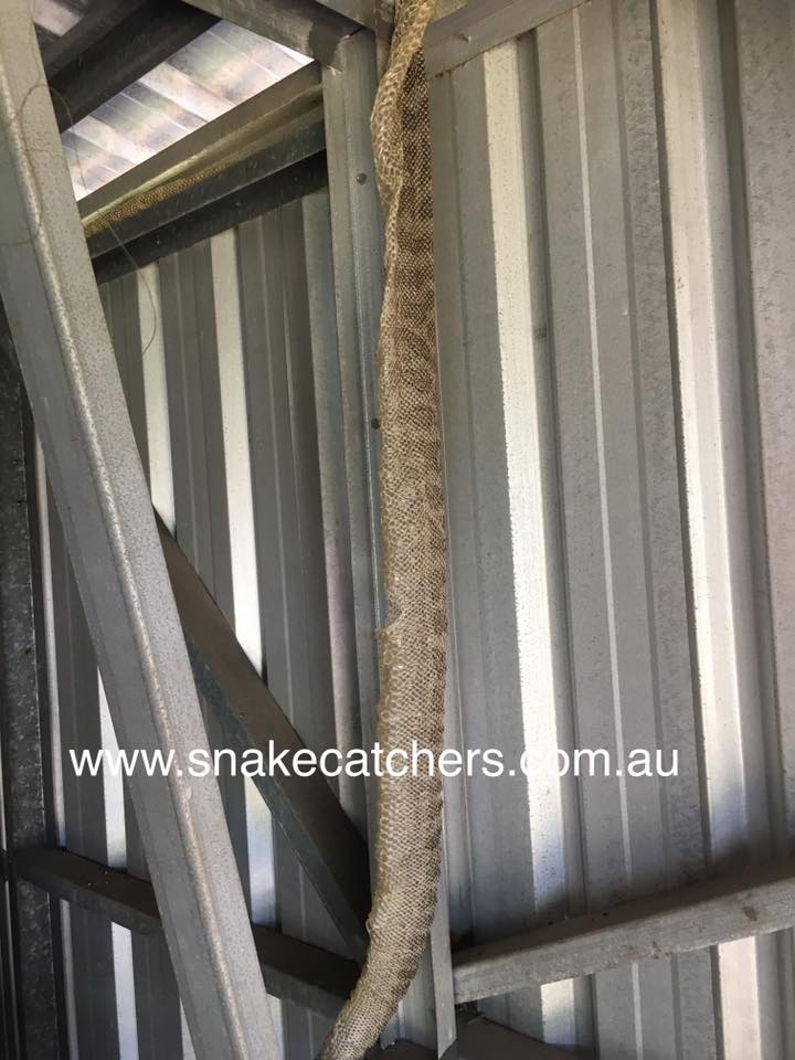 sloughed skin from a coastal carpet python