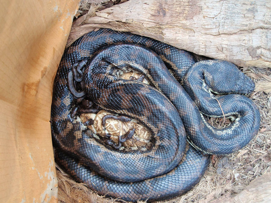 female carpet python with hatchlings