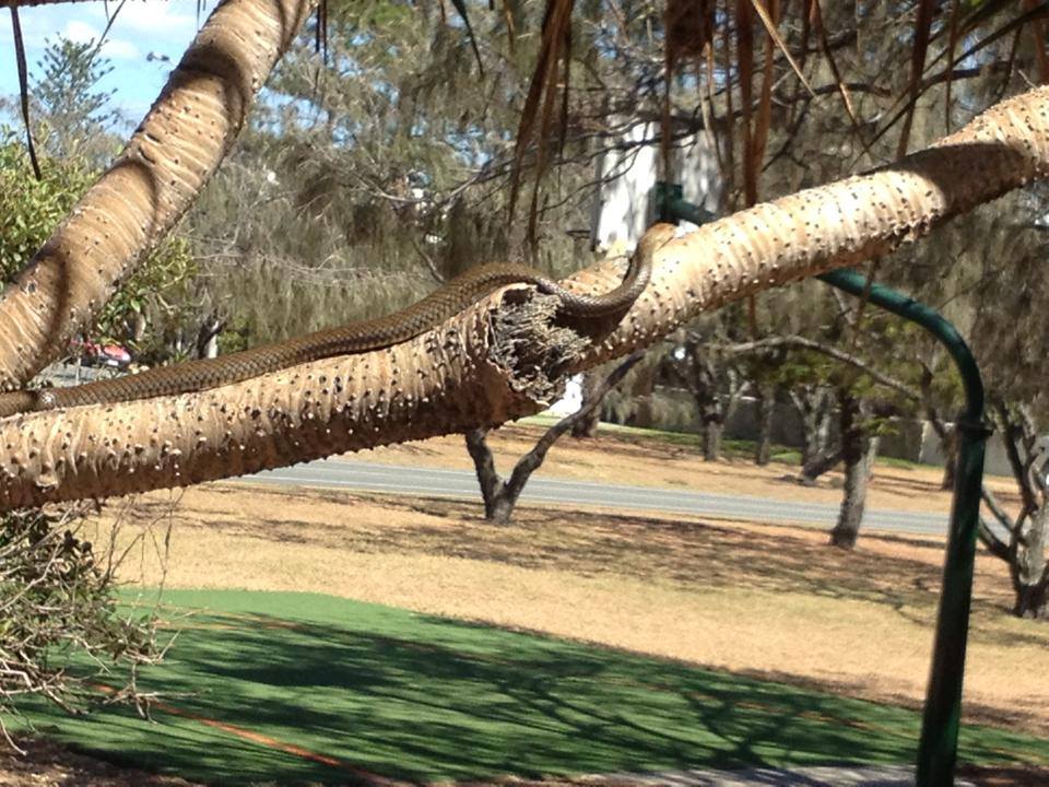 eastern brown snake climbing tree
