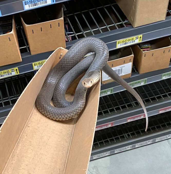Eastern Brown Snake Shopping