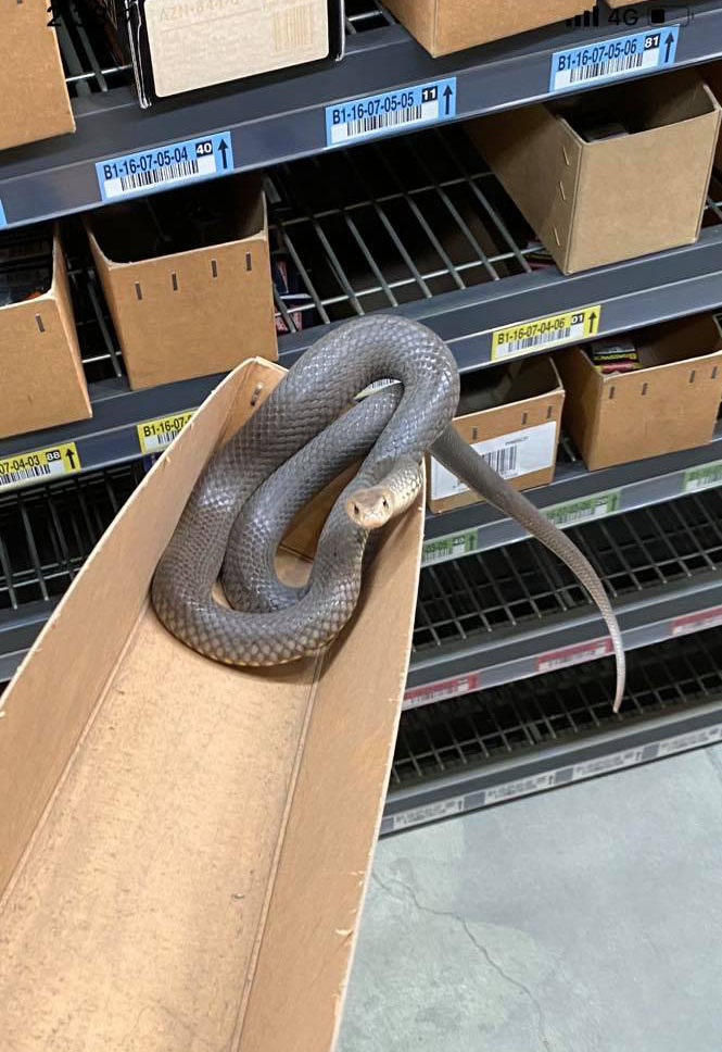 eastern brown snake shopping