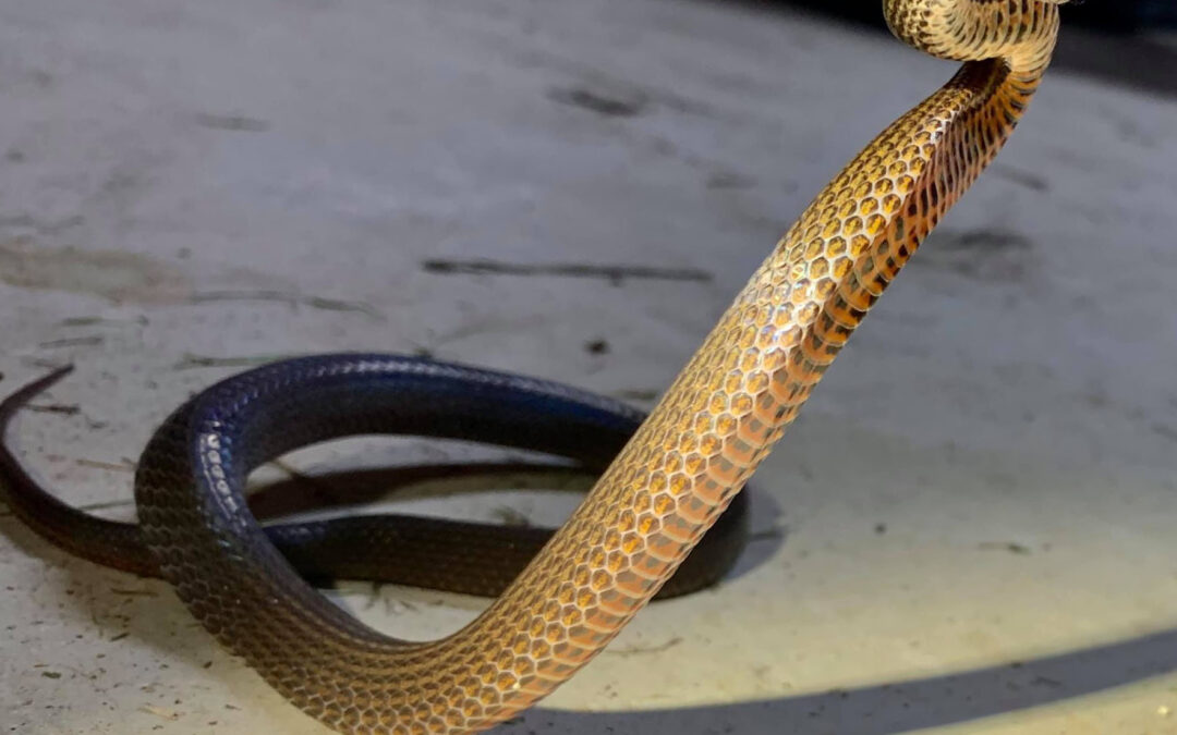 Defensive Pose Golden Crowned Snake