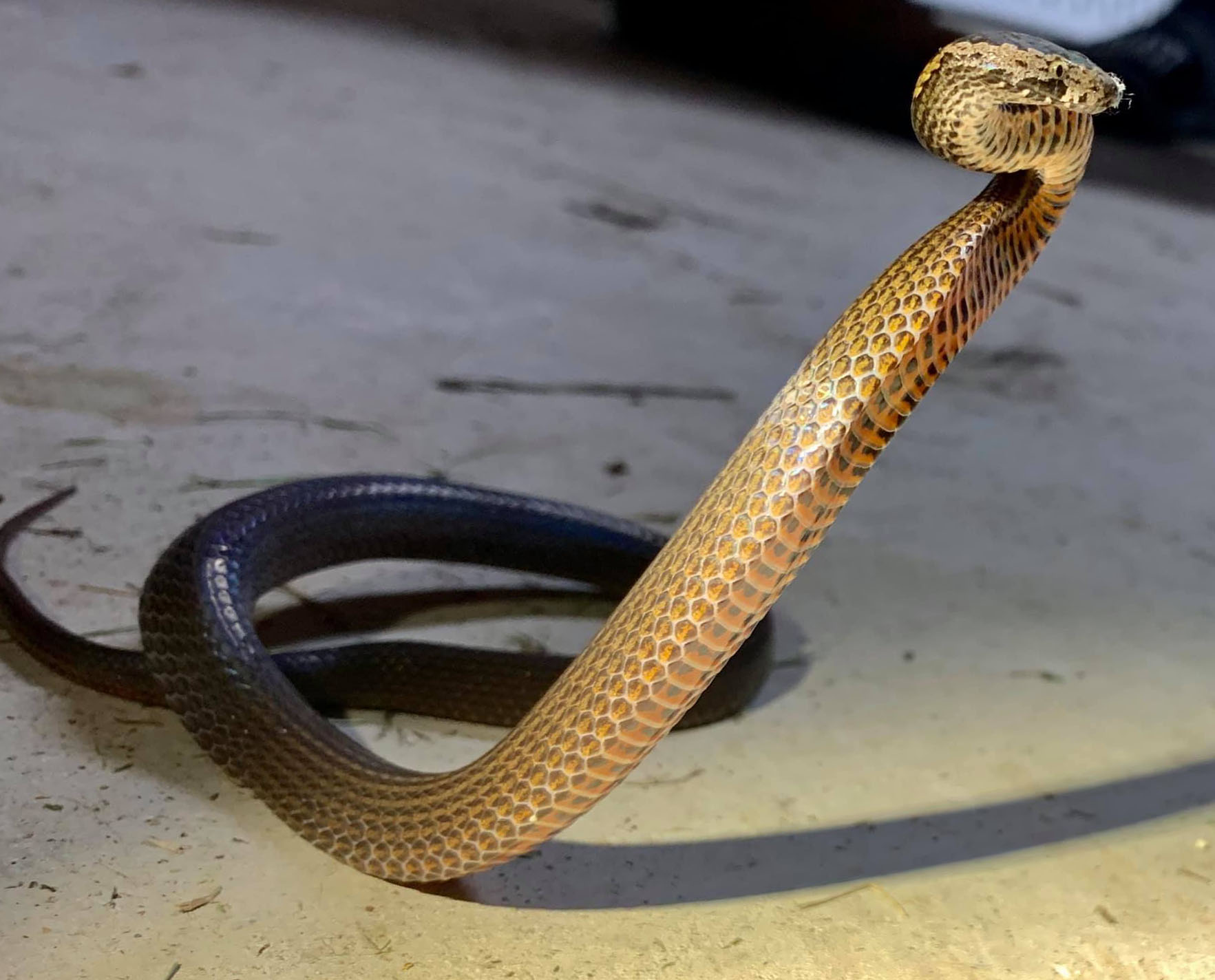 golden crowned snake in defensive pose