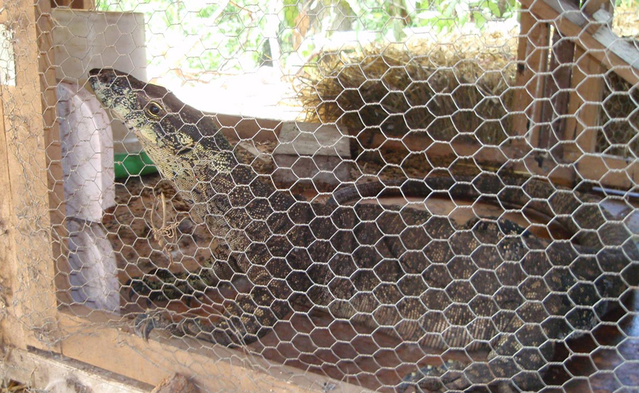 lace monitor inside mseh chicken coop