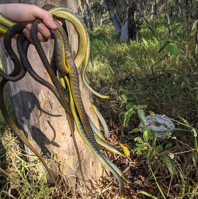 Tree Snakes spotted a lot around Southeast Queensland
